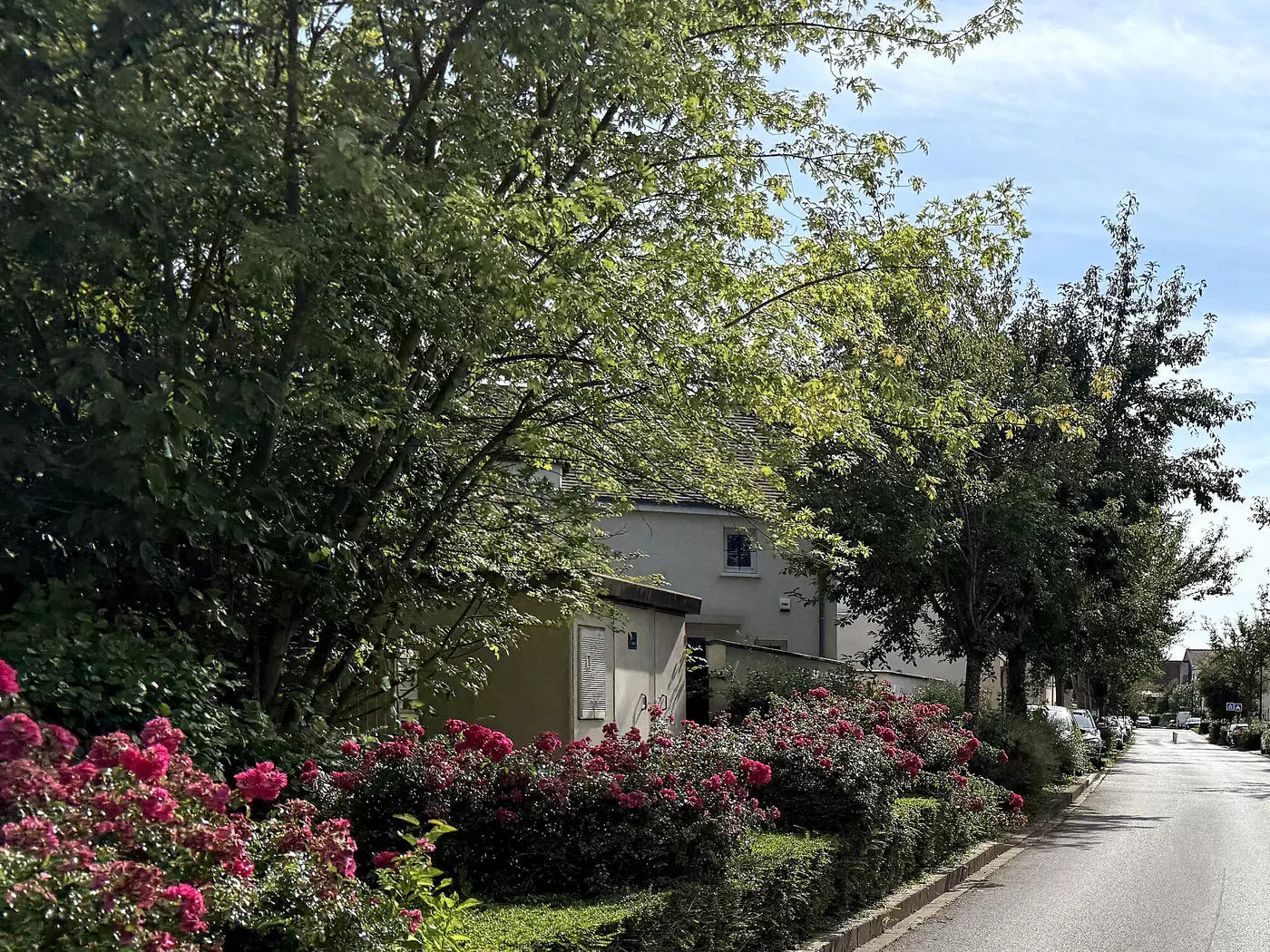 Rue résidentielle arborée et fleurie à Chessy, en Seine-et-Marne